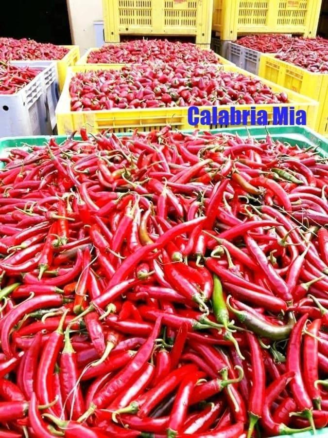 B&B Calabria Mare 팔레나 외부 사진